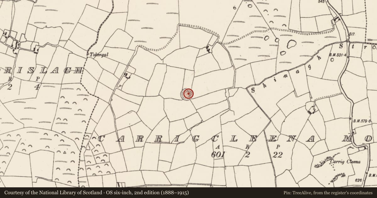 Ordnance Survey six-inch map, 2nd edition (1888–1915) covering the location of Ringfort - rath, Carrigcleena More, County Cork, with a pin at the register's coordinates