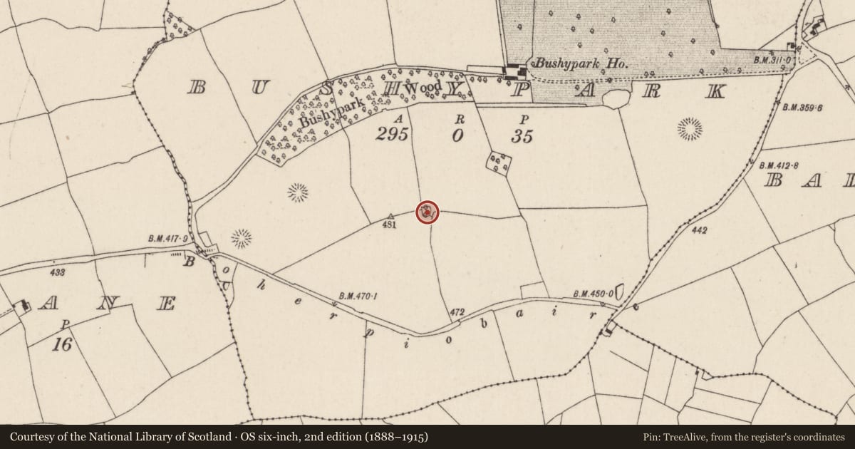 Ordnance Survey six-inch map, 2nd edition (1888–1915) covering the location of Ringfort - rath, Bushypark, County Cork, with a pin at the register's coordinates