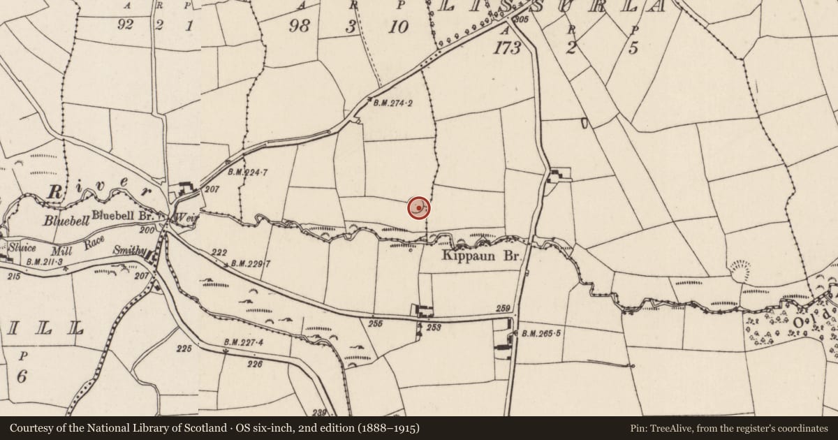 Ordnance Survey six-inch map, 2nd edition (1888–1915) covering the location of Ringfort - rath, Curraghphlibbode, County Cork, with a pin at the register's coordinates