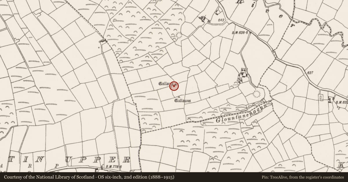 Ordnance Survey six-inch map, 2nd edition (1888–1915) covering the location of Standing stone - pair, Meenahony, County Cork, with a pin at the register's coordinates