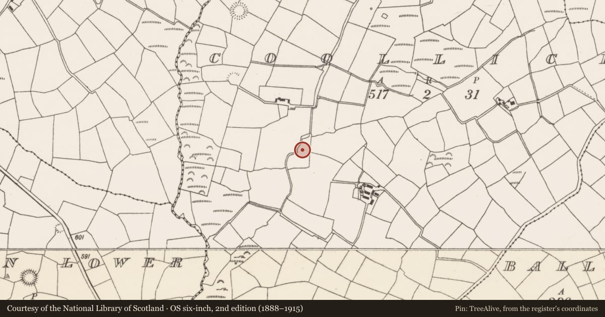 Ordnance Survey six-inch map, 2nd edition (1888–1915) covering the location of Standing stone, Coollicka, County Cork, with a pin at the register's coordinates