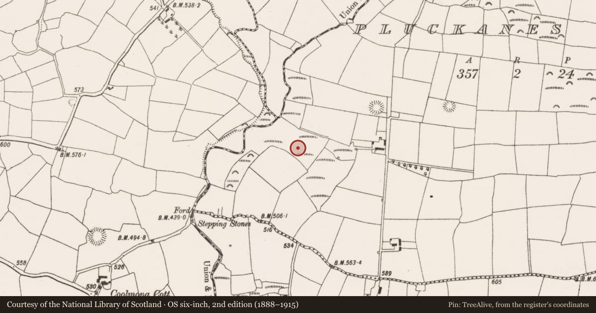 Ordnance Survey six-inch map, 2nd edition (1888–1915) covering the location of Standing stone, Pluckanes West, County Cork, with a pin at the register's coordinates