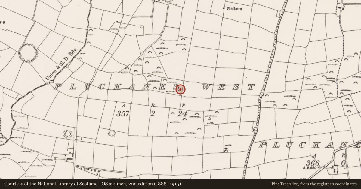 Ordnance Survey six-inch map, 2nd edition (1888–1915) covering the location of Anomalous stone group, Pluckanes West, County Cork, with a pin at the register's coordinates