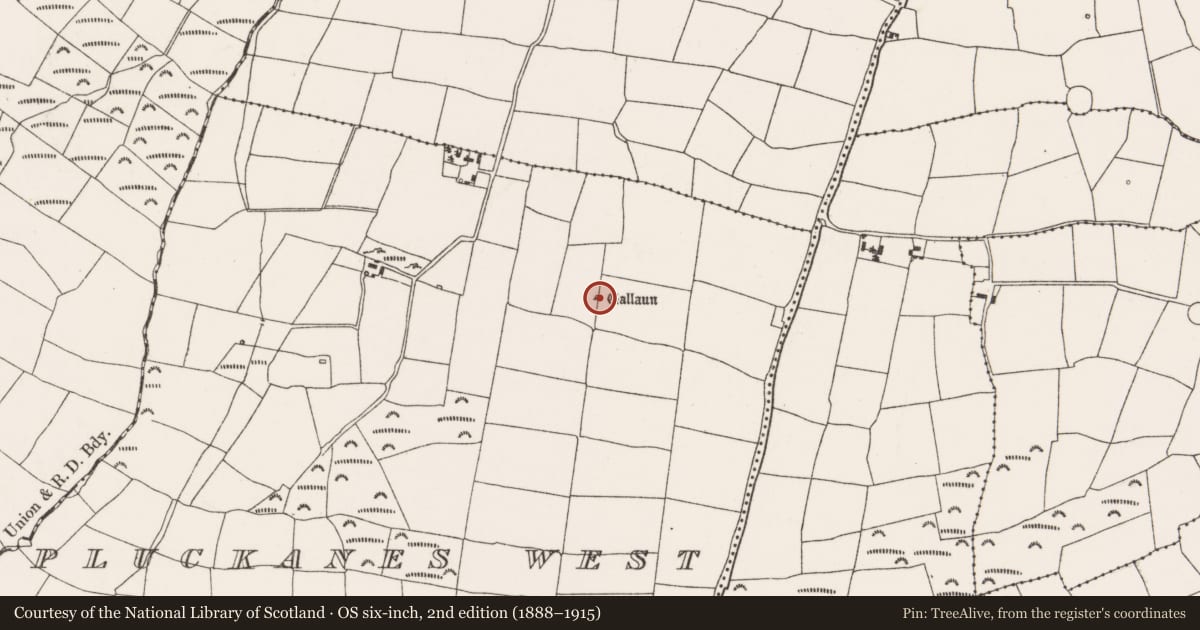 Ordnance Survey six-inch map, 2nd edition (1888–1915) covering the location of Standing stone, Pluckanes West, County Cork, with a pin at the register's coordinates