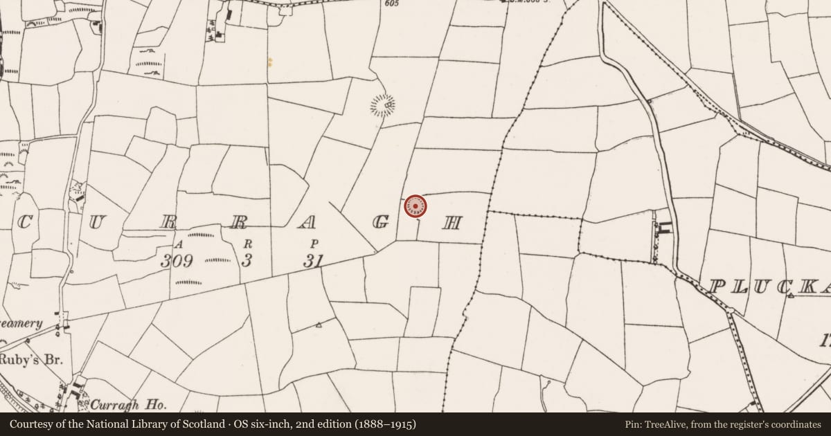 Ordnance Survey six-inch map, 2nd edition (1888–1915) covering the location of Ringfort - rath, Curragh, County Cork, with a pin at the register's coordinates