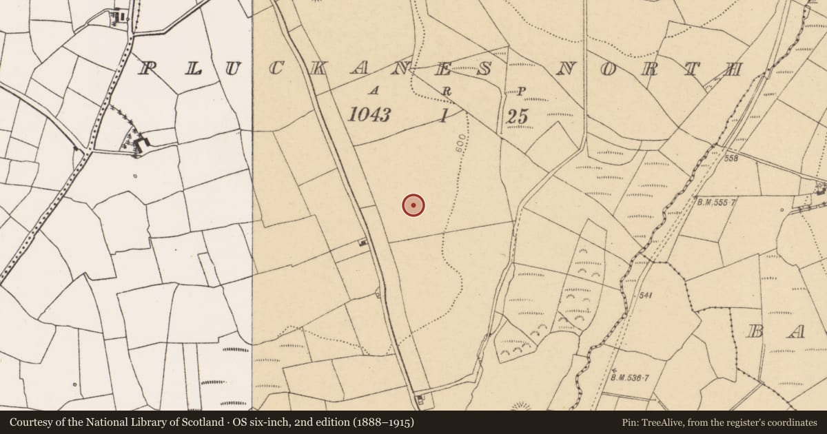 Ordnance Survey six-inch map, 2nd edition (1888–1915) covering the location of Ringfort - rath, Pluckanes North, County Cork, with a pin at the register's coordinates