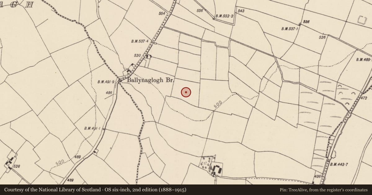 Ordnance Survey six-inch map, 2nd edition (1888–1915) covering the location of Standing stone, Ballynaglogh East, County Cork, with a pin at the register's coordinates