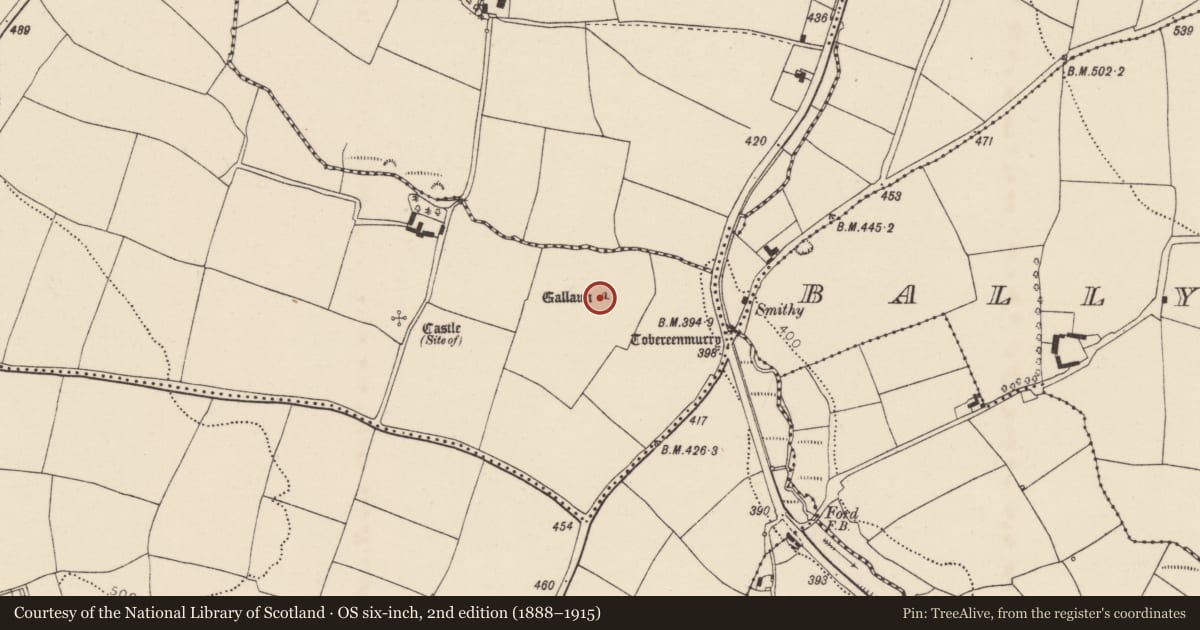 Ordnance Survey six-inch map, 2nd edition (1888–1915) covering the location of Ogham stone, Ballynabortagh, County Cork, with a pin at the register's coordinates