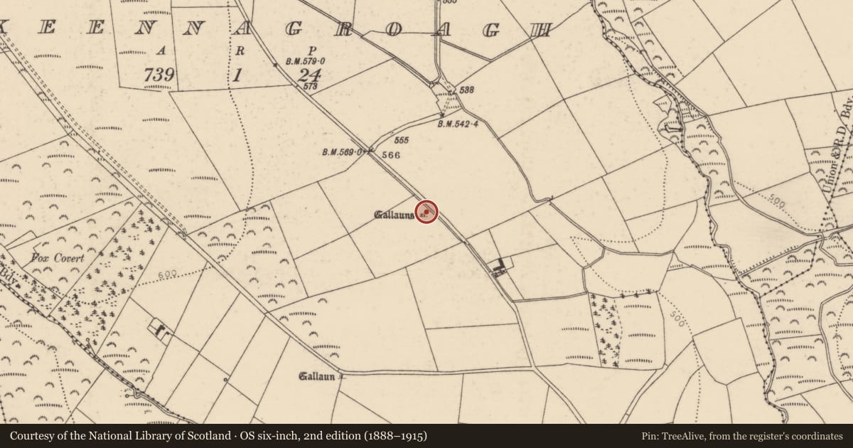 Ordnance Survey six-inch map, 2nd edition (1888–1915) covering the location of Standing stone - pair, Knockeennagroagh, County Cork, with a pin at the register's coordinates