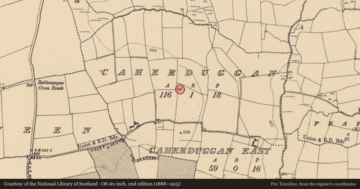 Ordnance Survey six-inch map, 2nd edition (1888–1915) covering the location of Ringfort - rath, Caherduggan, County Cork, with a pin at the register's coordinates