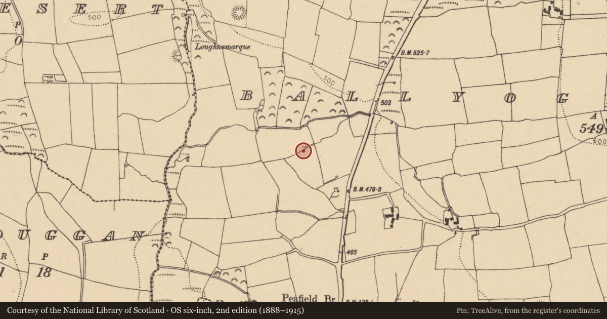 Ordnance Survey six-inch map, 2nd edition (1888–1915) covering the location of Ringfort - rath, Ballyogaha West, County Cork, with a pin at the register's coordinates