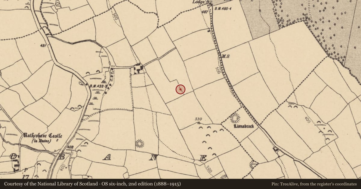Ordnance Survey six-inch map, 2nd edition (1888–1915) covering the location of Ringfort - rath, Rathcobane, County Cork, with a pin at the register's coordinates