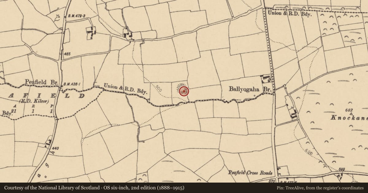 Ordnance Survey six-inch map, 2nd edition (1888–1915) covering the location of Ringfort - rath, Ballyogaha West, County Cork, with a pin at the register's coordinates