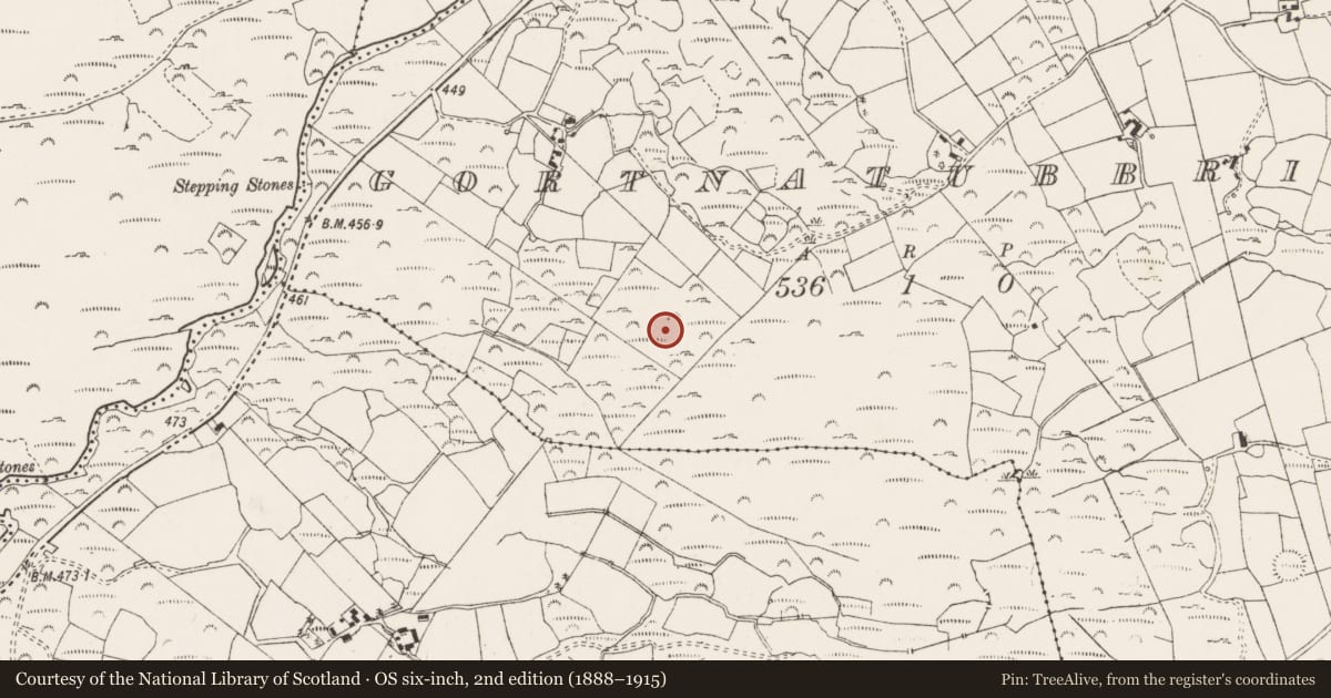 Ordnance Survey six-inch map, 2nd edition (1888–1915) covering the location of Standing stone, Gort Na Tiobratan, County Cork, with a pin at the register's coordinates