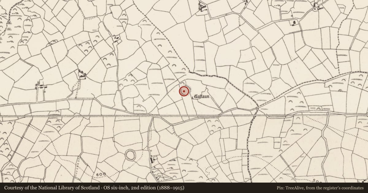 Ordnance Survey six-inch map, 2nd edition (1888–1915) covering the location of Ringfort - rath, Cúil An Bhuacaigh, County Cork, with a pin at the register's coordinates