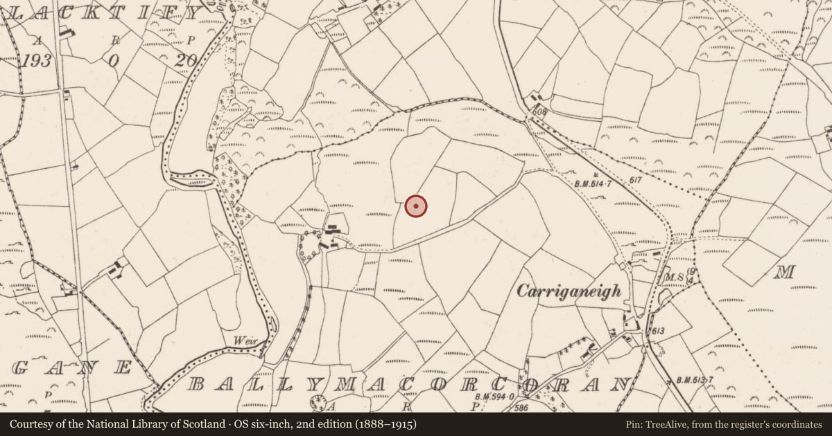 Ordnance Survey six-inch map, 2nd edition (1888–1915) covering the location of Ringfort - rath, Ballymacorcoran, County Cork, with a pin at the register's coordinates