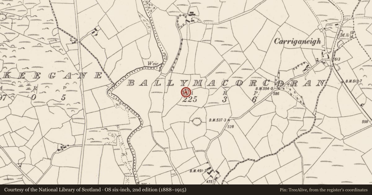 Ordnance Survey six-inch map, 2nd edition (1888–1915) covering the location of Ringfort - rath, Ballymacorcoran, County Cork, with a pin at the register's coordinates