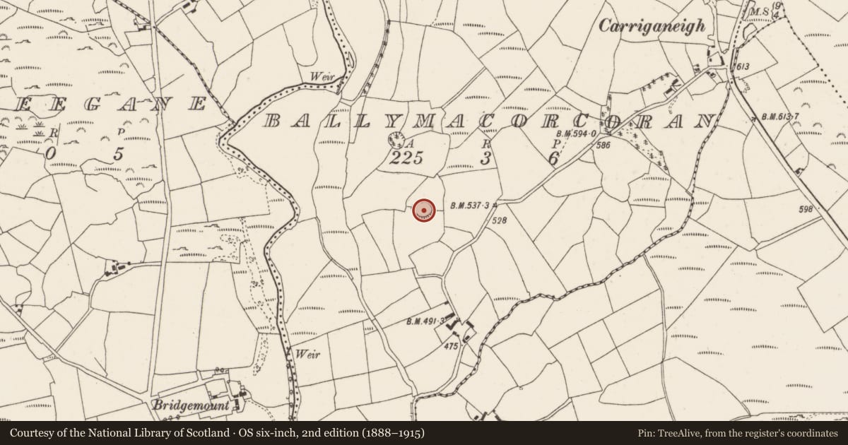Ordnance Survey six-inch map, 2nd edition (1888–1915) covering the location of Ringfort - rath, Ballymacorcoran, County Cork, with a pin at the register's coordinates