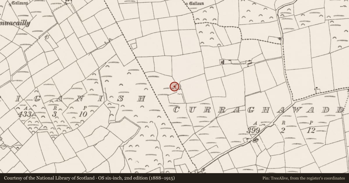 Ordnance Survey six-inch map, 2nd edition (1888–1915) covering the location of Standing stone, Curraghawaddra, County Cork, with a pin at the register's coordinates