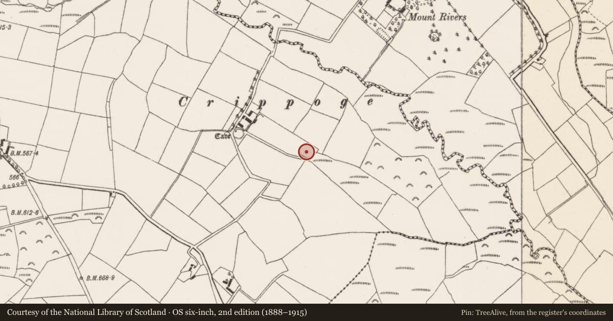Ordnance Survey six-inch map, 2nd edition (1888–1915) covering the location of Ringfort - rath, Knockrour, County Cork, with a pin at the register's coordinates