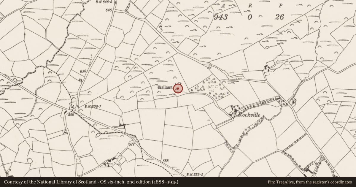 Ordnance Survey six-inch map, 2nd edition (1888–1915) covering the location of Standing stone, Kilberrihert, County Cork, with a pin at the register's coordinates