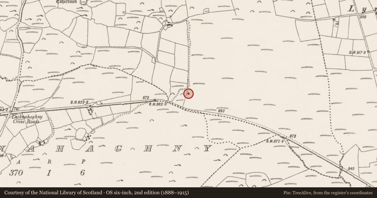 Ordnance Survey six-inch map, 2nd edition (1888–1915) covering the location of Hut site, Lyroe, County Cork, with a pin at the register's coordinates