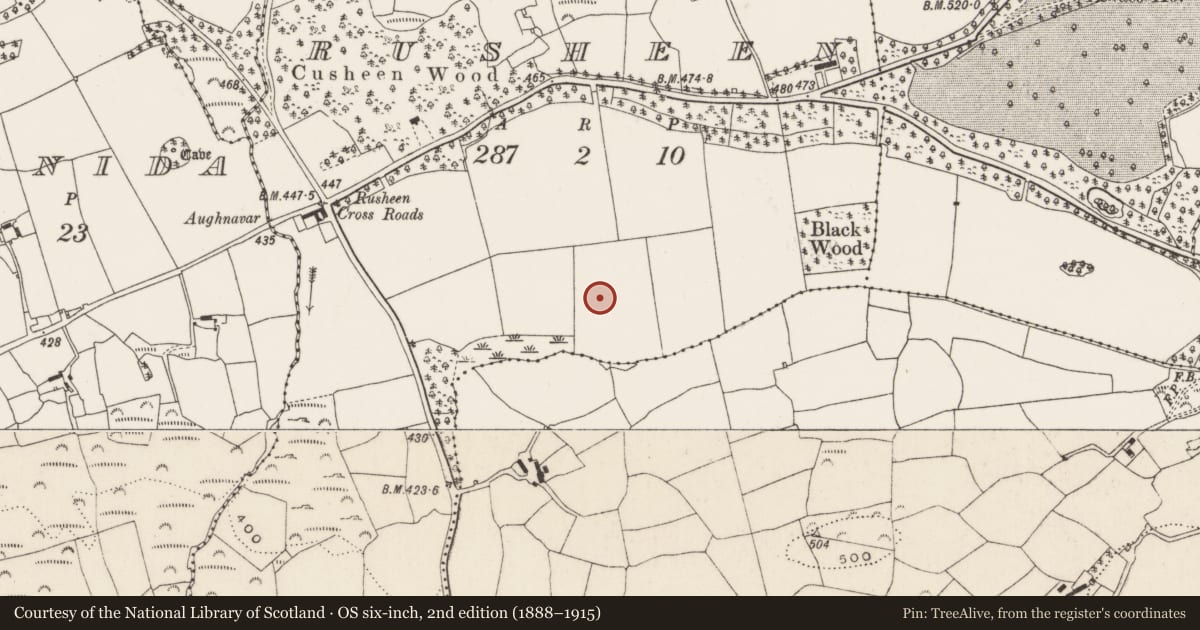 Ordnance Survey six-inch map, 2nd edition (1888–1915) covering the location of Standing stone, Rusheen, County Cork, with a pin at the register's coordinates
