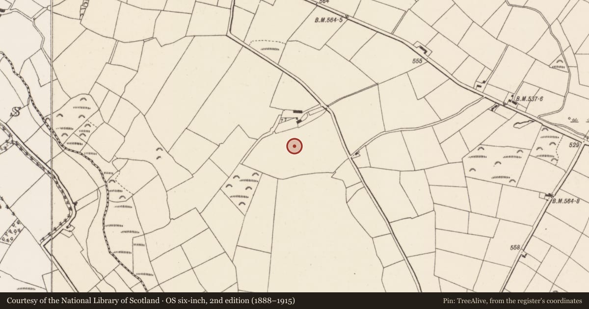 Ordnance Survey six-inch map, 2nd edition (1888–1915) covering the location of Standing stone, Rylane, County Cork, with a pin at the register's coordinates
