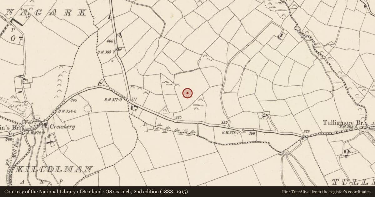 Ordnance Survey six-inch map, 2nd edition (1888–1915) covering the location of Fulacht fia, Tullig More, County Cork, with a pin at the register's coordinates