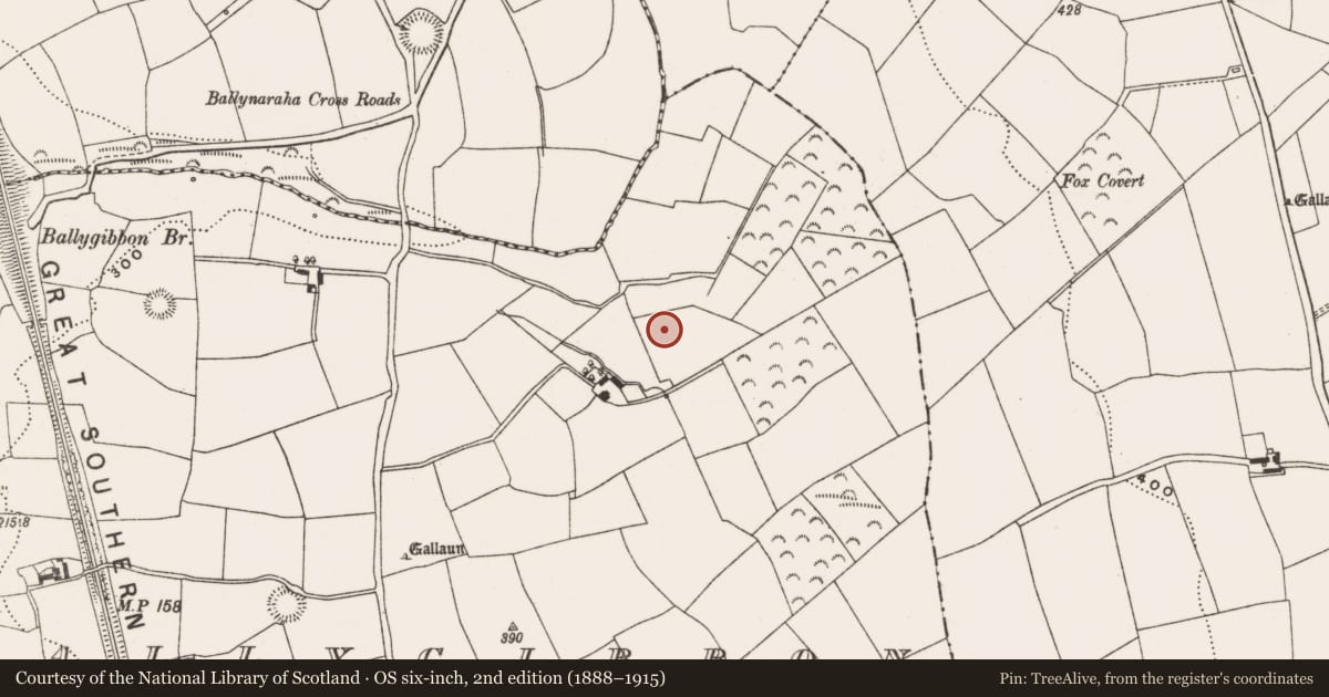 Ordnance Survey six-inch map, 2nd edition (1888–1915) covering the location of Standing stone, Ballygibbon, County Cork, with a pin at the register's coordinates