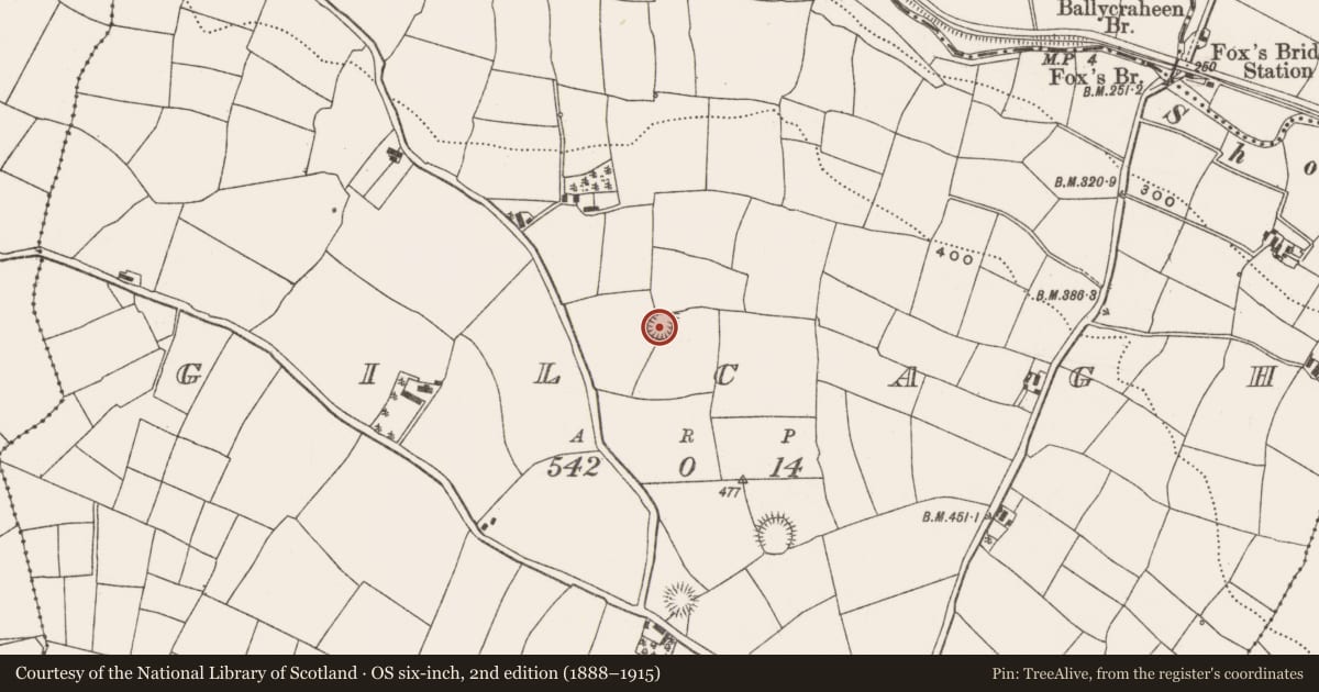 Ordnance Survey six-inch map, 2nd edition (1888–1915) covering the location of Ringfort - rath, Gilcagh, County Cork, with a pin at the register's coordinates
