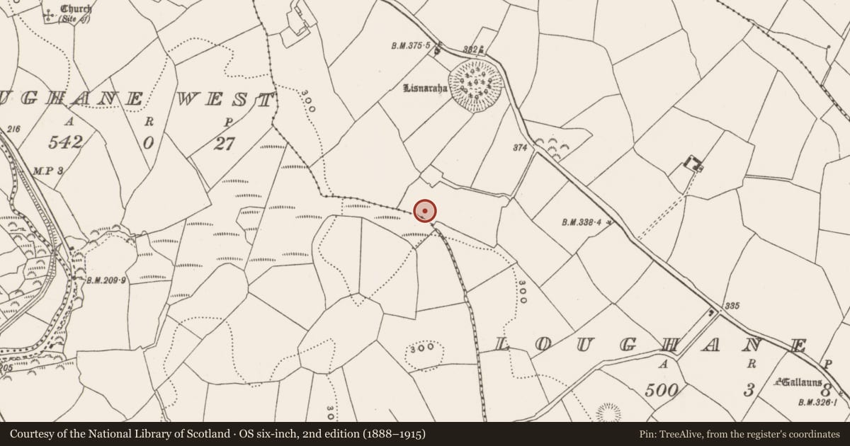 Ordnance Survey six-inch map, 2nd edition (1888–1915) covering the location of Fulacht fia, Loughane East, County Cork, with a pin at the register's coordinates
