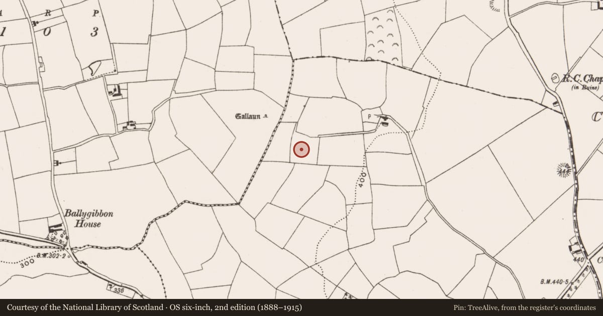 Ordnance Survey six-inch map, 2nd edition (1888–1915) covering the location of Standing stone, Curraghnalaght, County Cork, with a pin at the register's coordinates