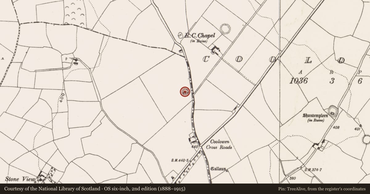 Ordnance Survey six-inch map, 2nd edition (1888–1915) covering the location of Ringfort - rath, Curraghnalaght, County Cork, with a pin at the register's coordinates