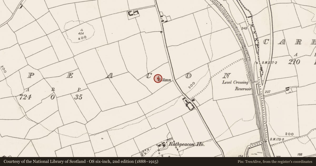 Ordnance Survey six-inch map, 2nd edition (1888–1915) covering the location of Standing stone, Rathpeacon, County Cork, with a pin at the register's coordinates