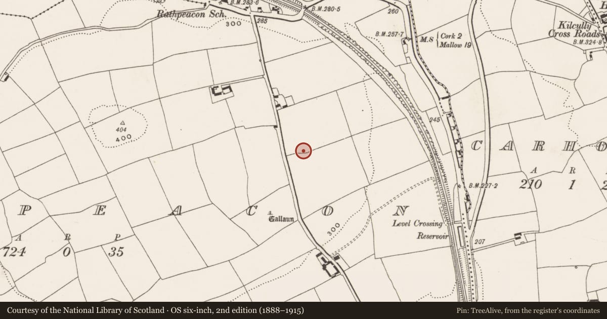 Ordnance Survey six-inch map, 2nd edition (1888–1915) covering the location of Ringfort - rath, Rathpeacon, County Cork, with a pin at the register's coordinates
