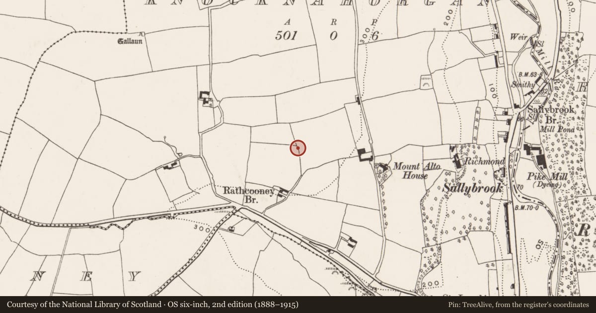 Ordnance Survey six-inch map, 2nd edition (1888–1915) covering the location of Ringfort - rath, Knocknahorgan, County Cork, with a pin at the register's coordinates