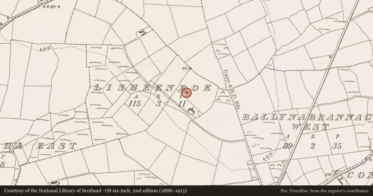 Ordnance Survey six-inch map, 2nd edition (1888–1915) covering the location of Ringfort - rath, Lisheenroe, County Cork, with a pin at the register's coordinates