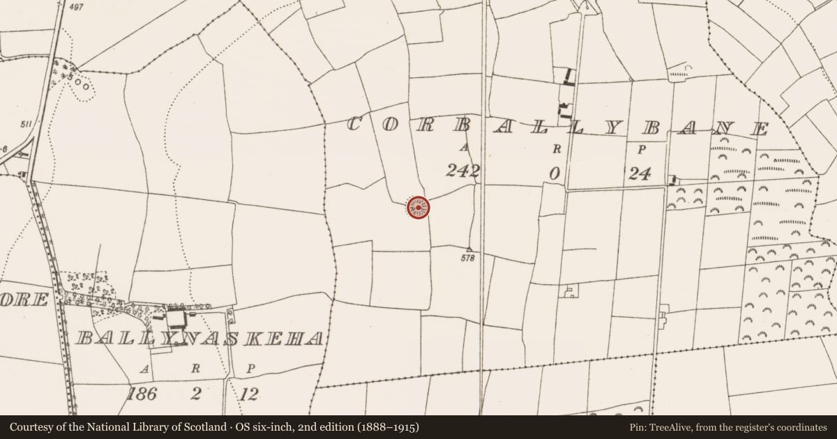 Ordnance Survey six-inch map, 2nd edition (1888–1915) covering the location of Ringfort - rath, Corballybane, County Cork, with a pin at the register's coordinates