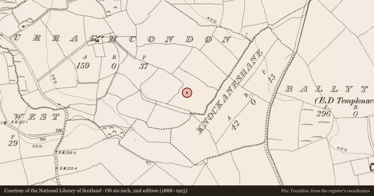 Ordnance Survey six-inch map, 2nd edition (1888–1915) covering the location of Ringfort - rath, Curraghcondon, County Cork, with a pin at the register's coordinates