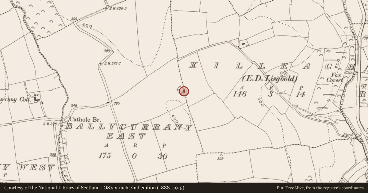 Ordnance Survey six-inch map, 2nd edition (1888–1915) covering the location of Ringfort - rath, Ballycurrany East, County Cork, with a pin at the register's coordinates