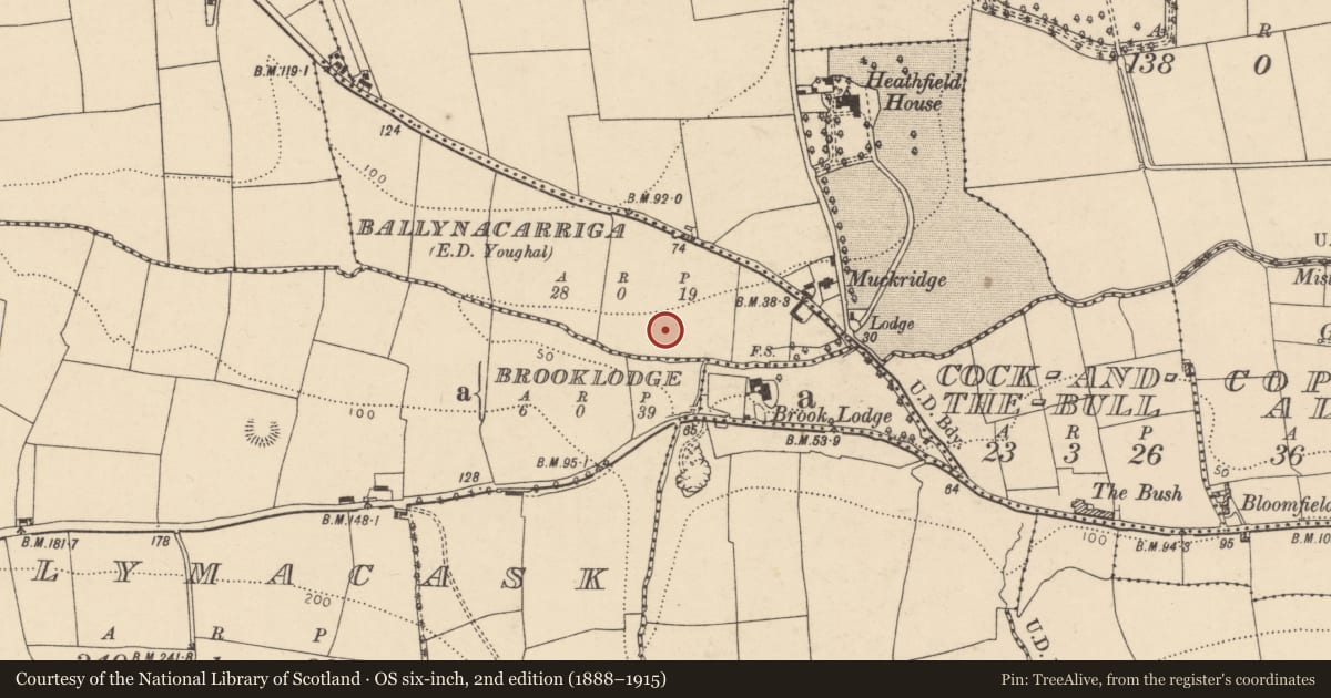 Ordnance Survey six-inch map, 2nd edition (1888–1915) covering the location of Kiln - corn-drying, Ballynacarriga (Imokilly By., Youghal Par.), County Cork, with a pin at the register's coordinates