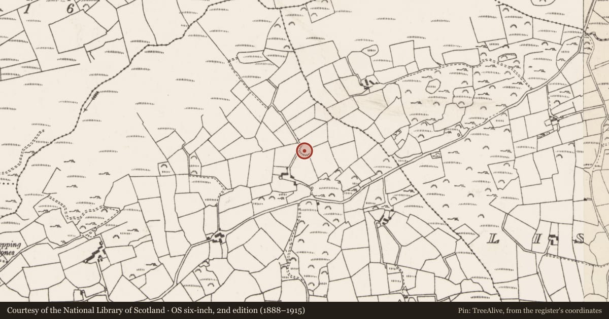 Ordnance Survey six-inch map, 2nd edition (1888–1915) covering the location of Ringfort - rath, An Lios Buí Mór, County Cork, with a pin at the register's coordinates