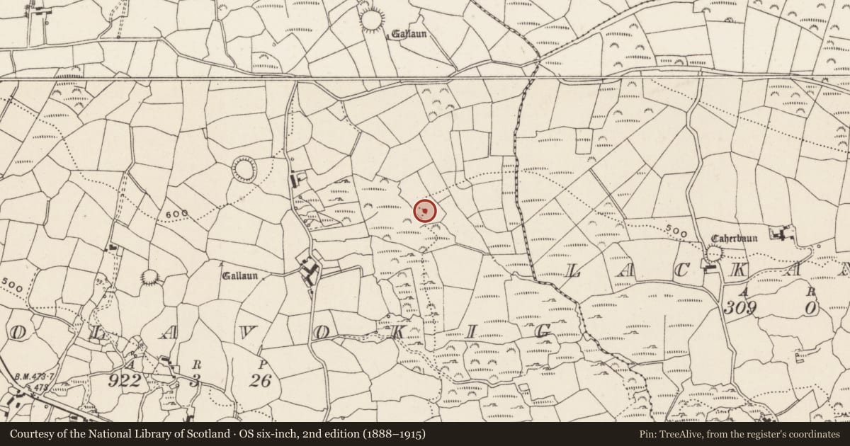 Ordnance Survey six-inch map, 2nd edition (1888–1915) covering the location of Fulacht fia, Cúil An Bhuacaigh, County Cork, with a pin at the register's coordinates
