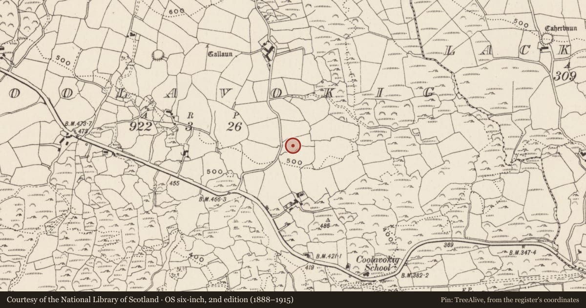 Ordnance Survey six-inch map, 2nd edition (1888–1915) covering the location of Fulacht fia, Cúil An Bhuacaigh, County Cork, with a pin at the register's coordinates