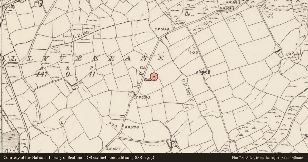 Ordnance Survey six-inch map, 2nd edition (1888–1915) covering the location of Standing stone, Ballyveerane, County Cork, with a pin at the register's coordinates