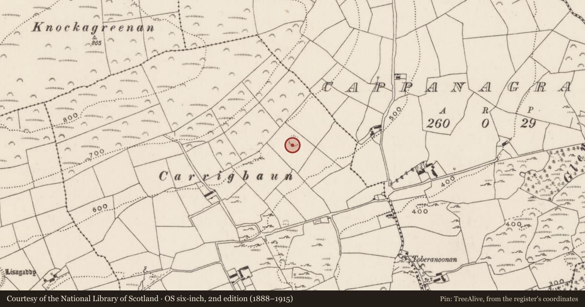 Ordnance Survey six-inch map, 2nd edition (1888–1915) covering the location of Ringfort - rath, Carrigadrohid, County Cork, with a pin at the register's coordinates