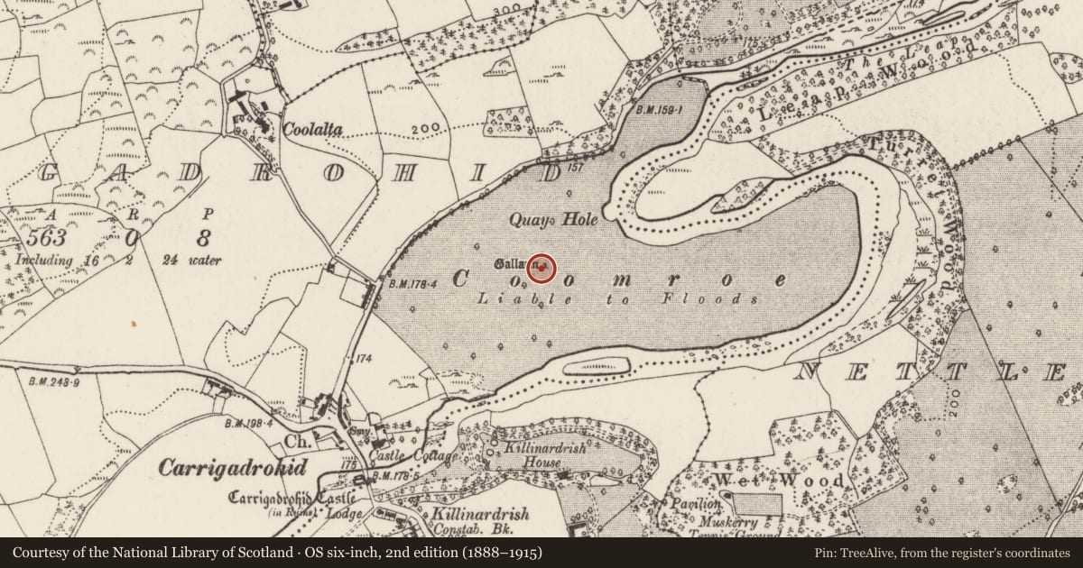 Ordnance Survey six-inch map, 2nd edition (1888–1915) covering the location of Standing stone - pair, Carrigadrohid, County Cork, with a pin at the register's coordinates