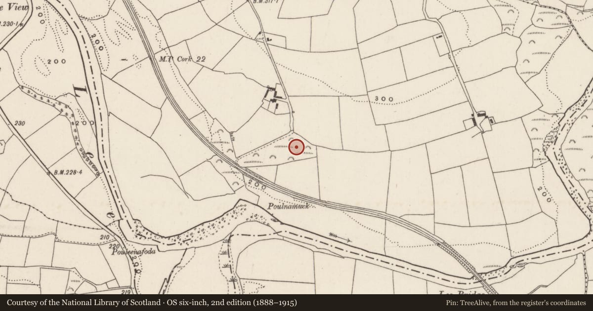 Ordnance Survey six-inch map, 2nd edition (1888–1915) covering the location of Fulacht fia, Mashanaglass, County Cork, with a pin at the register's coordinates