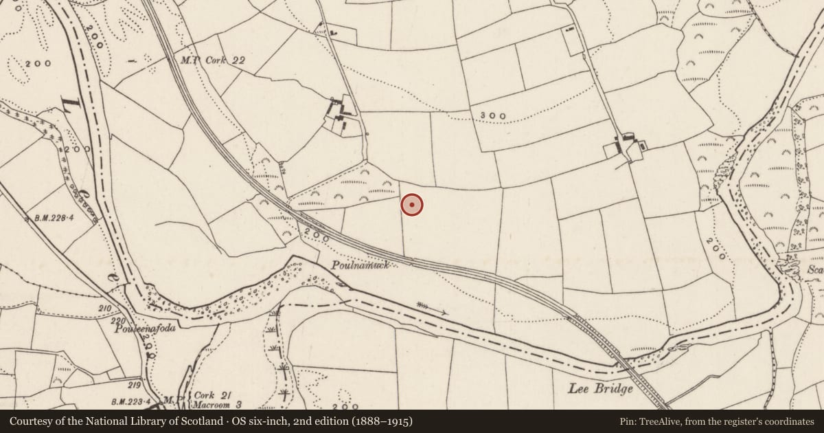 Ordnance Survey six-inch map, 2nd edition (1888–1915) covering the location of Fulacht fia, Mashanaglass, County Cork, with a pin at the register's coordinates